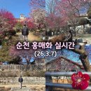 전라남도순천의료원 | [전남] 순천 홍매화 실시간개화_매화명소4곳_탐매마을 주차정보