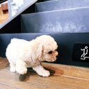 천안 강아지분양 고양이분양 파라다이스펫본점 이미지