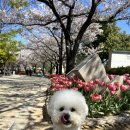 [체험단 후기] 꿀빵이와 함께한 ANF 무해하우스 라이프 체험기