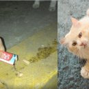 펀치펫 이미지