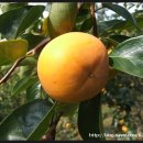 차량골농원 이미지