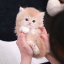 창녕동물병원 | 창녕고양이분양 미유펫에서 수월하게 시작된 인연