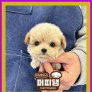 퍼피댕 강아지분양 안심분양소 광명점 말티푸 미니비숑 토이푸들 이미지