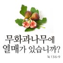 무화과나무 이미지