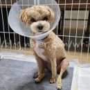 쿨펫동물병원 킨텍스점 이미지