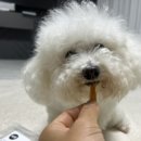 주식회사 동물의집 이미지