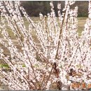 보령-주산-1 이미지