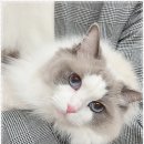 압구정동물의료센터 네이버블로그