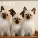 견우애견 이미지