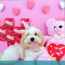 놀러오개 애견유치원 애견호텔 수원세류점 이미지