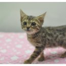 아림프라자 이미지