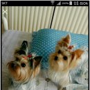 도담이 이미지
