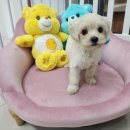 김해 강아지분양 두부네 하루 이미지