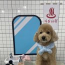 다원하개 이미지