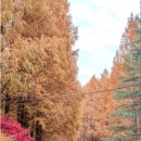 장태울다리 이미지