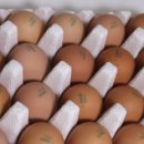 손씨농장 이미지