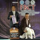 Show Dog 이미지