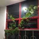 닭스푸드 네이버블로그