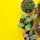 대평농장 이미지