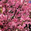 라일락 이미지