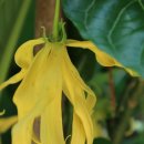 일랑일랑 이미지