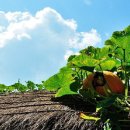 태훈농장 이미지