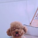 드림동물의료센터 이미지