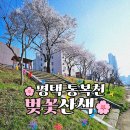 통복천 | 평택 통복천 벚꽃축제 실시간 개화 현황!🌸주말 데이트 코스로 다녀온 솔직 후기
