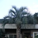 코코스2 이미지