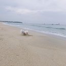 엘까미노 이미지