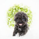 대구강아지분양 도로시펫 이미지