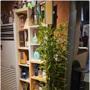 별진화로구이 이미지