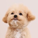 청담펫츠 이미지