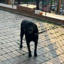 꼬지와친구들 이미지