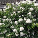 뻐꾸기노래연습장 이미지