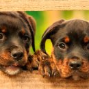 정왕동물약국 이미지