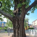 계산동 은행나무 이미지