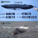 고래수염 이미지
