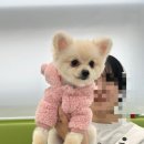 훈훈 | 대구 남구 애견미용 맛집 “훈훈반려견미용실” [내돈내산 재방문 후기]