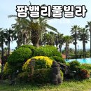 팜풀빌라 | 제주 수영장 리조트 동남아 감성 팜밸리풀빌라