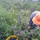 도도농장 이미지