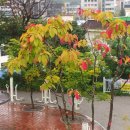 함포고복 이미지