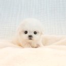 야옹아 멍멍해봐 강아지고양이 평택점 이미지