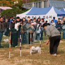 y동물병원 이미지