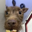 냥이댕이 이미지