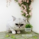 살랑살랑 펫미용 이미지