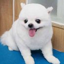 아담스펫살롱 이미지