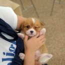 부산애견 이미지