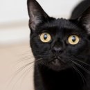 검은고양이 이미지