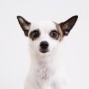 로얄동물메디컬센터w 이미지